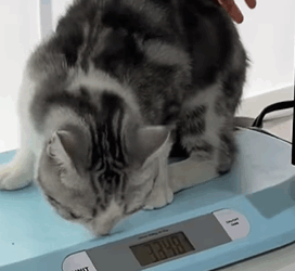 T2108024 Rescue cat trapped at high place and then fyp rescue animals part2