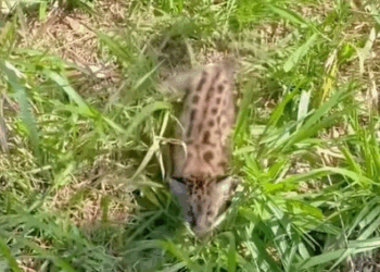 T1508040 This man saved this poor kitten and he didn t know it was a Several part2