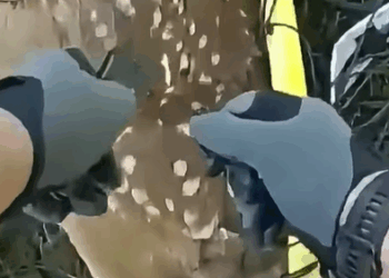 T1508044 Rescuing a baby deer from the net and adopting it part2