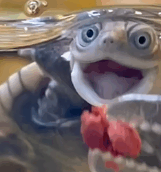 T2108004 These people found a turtle that fell from the sky onto a car and the part2