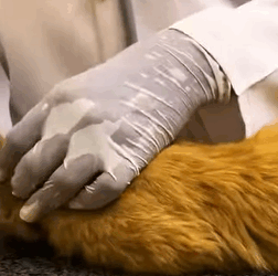 T2108002 Rescue Cat rescue rescuecat rescuean part2