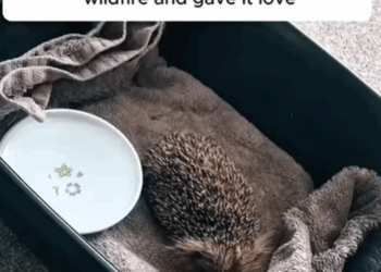 T2108008 This man rescued hedgehog from the wildfire and gave it love viral part2