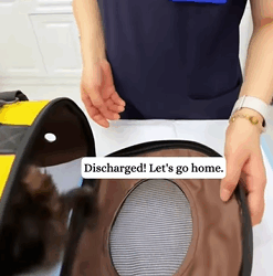 T2108007 poor kitten part2