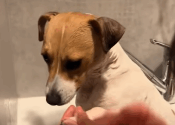 T0908043 We found dog fall in the canal animals rescueanimals animalsoftik part2