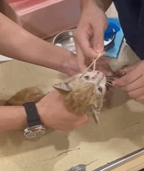 T0209040 Rescue stray cat move rescue love adoptme save poor animals part2