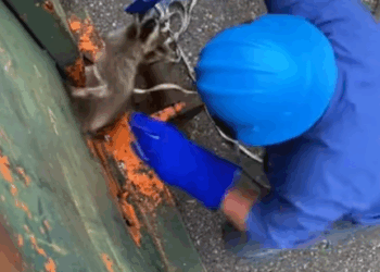 T0608030 Man rescues raccoon stuck in trash can animals animalsoftiktok part2