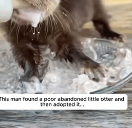 T2108001 This man found poor abandoned little otter and then adopted it part2