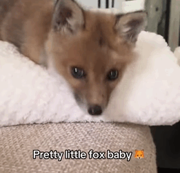 T2108006 I found a lone fox cub and then fox cute help baby part2