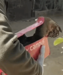 T1809067 Puppy Covered In Solid Tar animalrescue dogrescue straydog dog part2