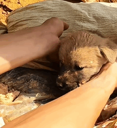 T0609102 Found lost dog lying in landfill and then rescue rescuedog part2