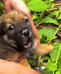 T1809068 PuppyRescue AnimalRescue AdoptDontShop PawsOfHope part2