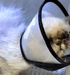 T0609080 poor stray cat animals loveanimals cute rescue fyp animal cutea part2