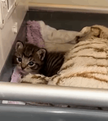 T1809064 kitten that lost its mother luckily found kind owner animals part2