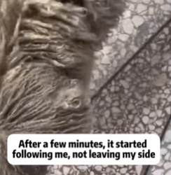 T0609111 Rescue dog part2