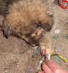 T1809038 rescue poor puppy PuppyRescue foru pet animalslover part2