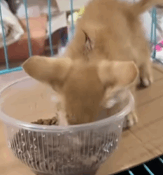 T0609069 adoptdontshop rescue straycat part2