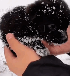 T0609090 That adorable dog was rescued in the snow and ice animals animal part2