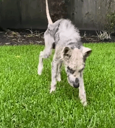 T1809053 Walking Skeleton Turns Into The Most Beautiful Husky dogrescue dog part2