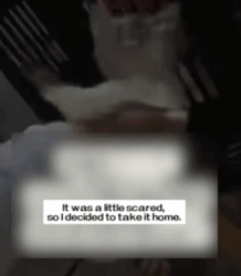 T0609067 heard the sound of cat in the sewer part2