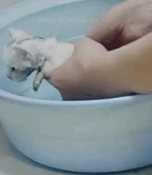 T1809048 The kitten coated in glue and near death lay on the cold floor part2