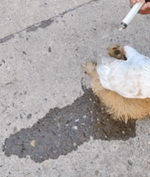 T0609116 The poor little dog was helped pet fyp xuhuong trending dog dogsoftiktok petsoftiktok part2