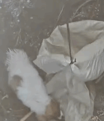 T0609114 The dog is stuck in the sewer the sewer mouth is too small part2