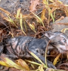 T1809051 This kitten was fortunately saved by veterinarian animals rescue part2