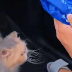 T0609089 Stray cats need help animals loveanimals cute rescue animal cute part2