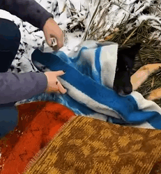 T1809060 animalsoftiktok foryour foryou rescue loveyou animalslover part2