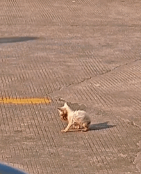 T0609087 skinny little cat was abandoned and something no one expected anima part2