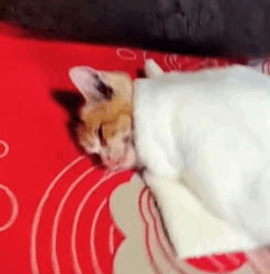 T0609077 lucky kitten saved in snowstorm animals animal loveanimals part2