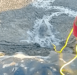 T1809063 From Filthy to Forever Home Puppy Rescued from Sewage Nightmare part2