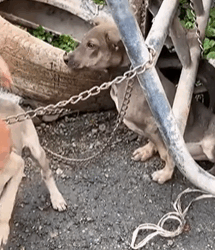 T0609112 Rescue dogs from landfill rescue rescuedog rescueanimals dog dogsoftiktok animals animalsoftiktok fyp part2