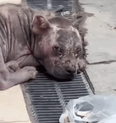 T0609064 Rescue stray dogs rescue cute helpanimals love dog part2