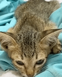 T1809052 This man rescued kitten animals rescue rescueanimals cat kitten part2