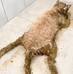 T1809047 stray cat smeared with waste is stuck in bike wheel her desper part2