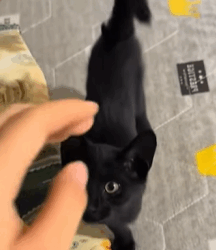 T0609066 I found a cat in the hole in the wall part2