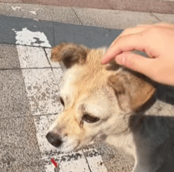 T0609063 Rescue stray dogs rescue cute helpanimals love rescueanimals part2