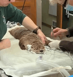 T1809056 We found an otter stuck in net animal rescueanimal animallover part2