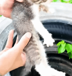 T0609065 Rescue cat family rescue animals rescueanimals cat fyp part2