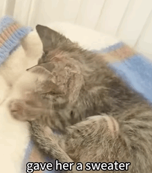T1809045 sick kitten unable to see sat trembling relying only on its faint part2