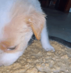 T0609051 Rescue a dog rescue animals adoptdontshop petlover dog cutedog part2