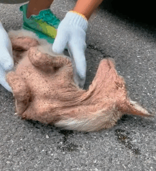 T1009061 part the revival of the poor dog part2