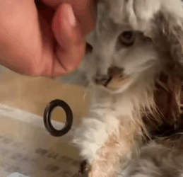 T0509056 Rescuing stray cat cats catsoftiktok rescueanimals rescuecat part2