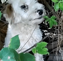 T1809057 Abandoned dog adopted by girl animals rescueanimals rescue dog part2