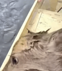 T0609059 Rescue deer part2