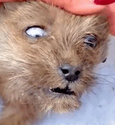 T1009059 The dog was left outside in the cold weather part2