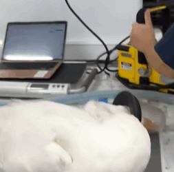 T0609061 The woman rescued poor goose from dogs attack animal animalsoftiktok part2