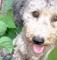 T1009060 poor stray dog part2