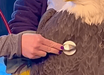 T0509048 Man rescued frozen eagle and then animals rescueanimals animalso part2